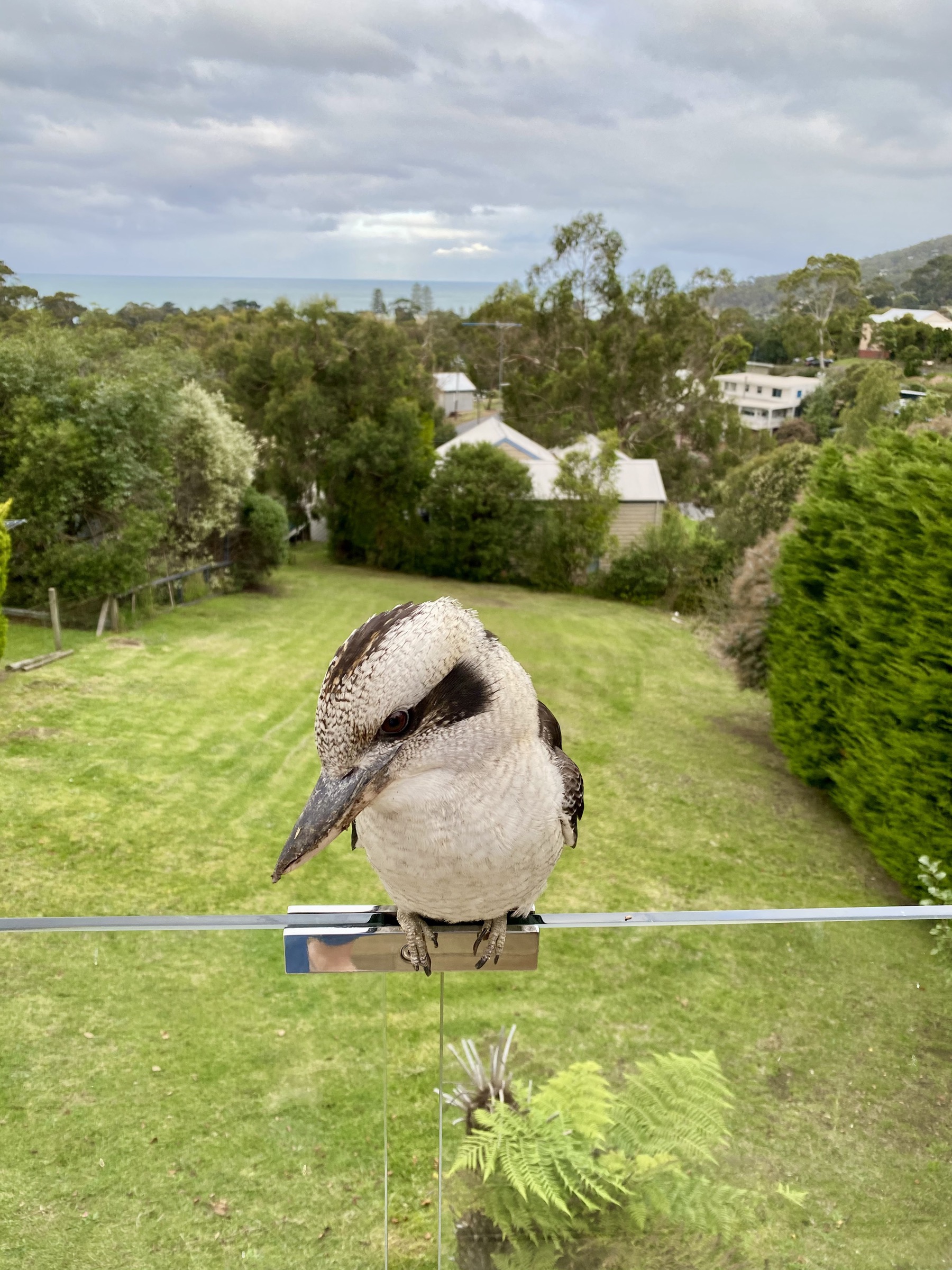Kookaburra in the garden