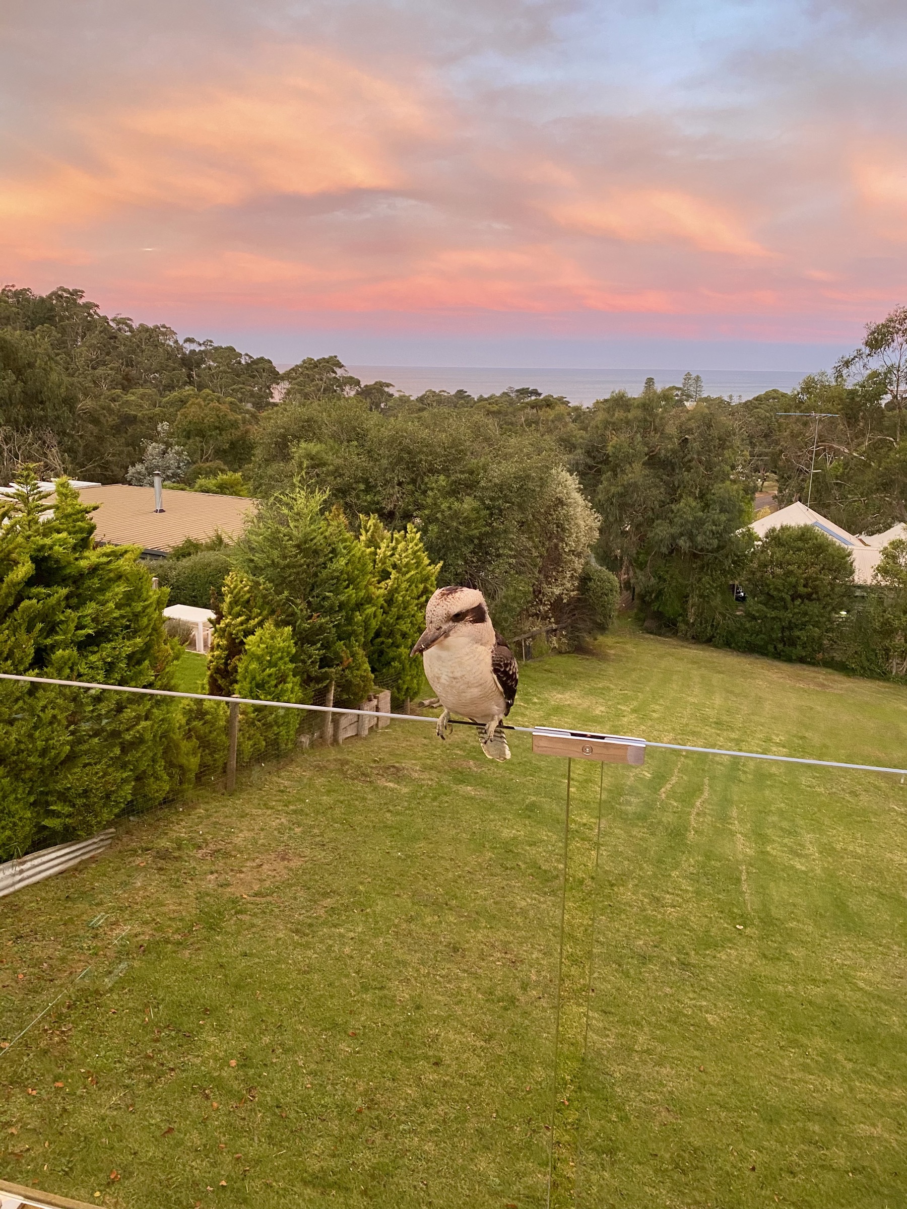 Kookaburra at sunset
